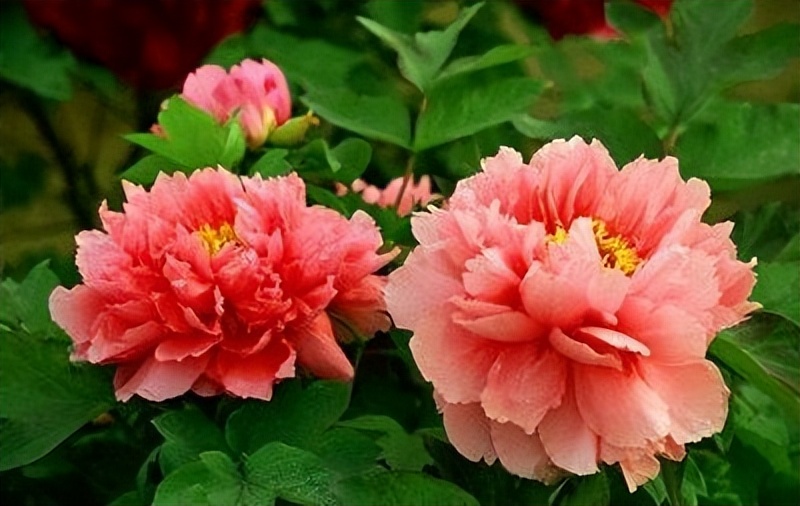 抑郁不开心长斑月经不调失眠多梦还头疼，不如按一按四关穴！