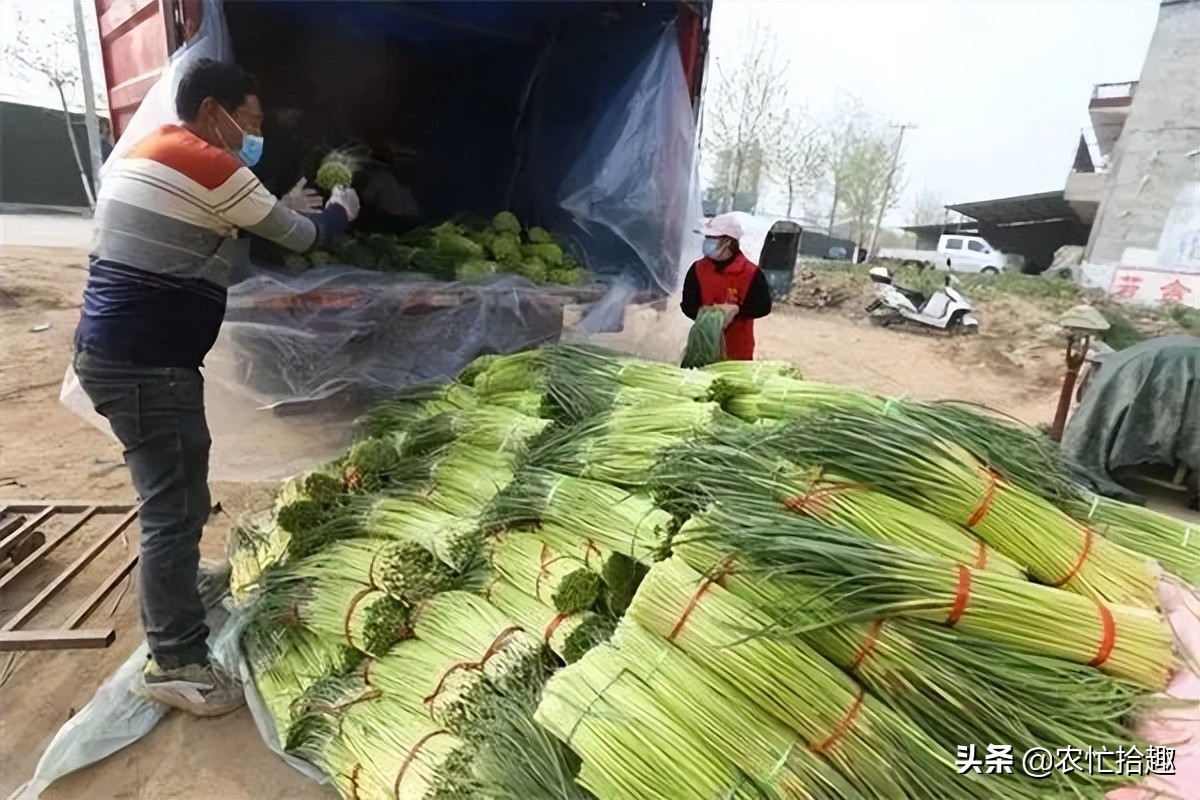 蔬菜批发价突破2元1斤,蔬菜突然猛涨价