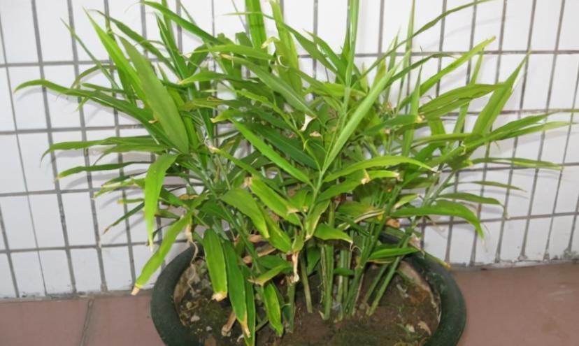 姜种植三大忌,专家讲解姜的种植方法