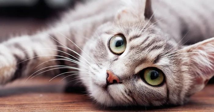 我家猫咪得了猫癣,猫咪胡子用手一拽掉了没事吧