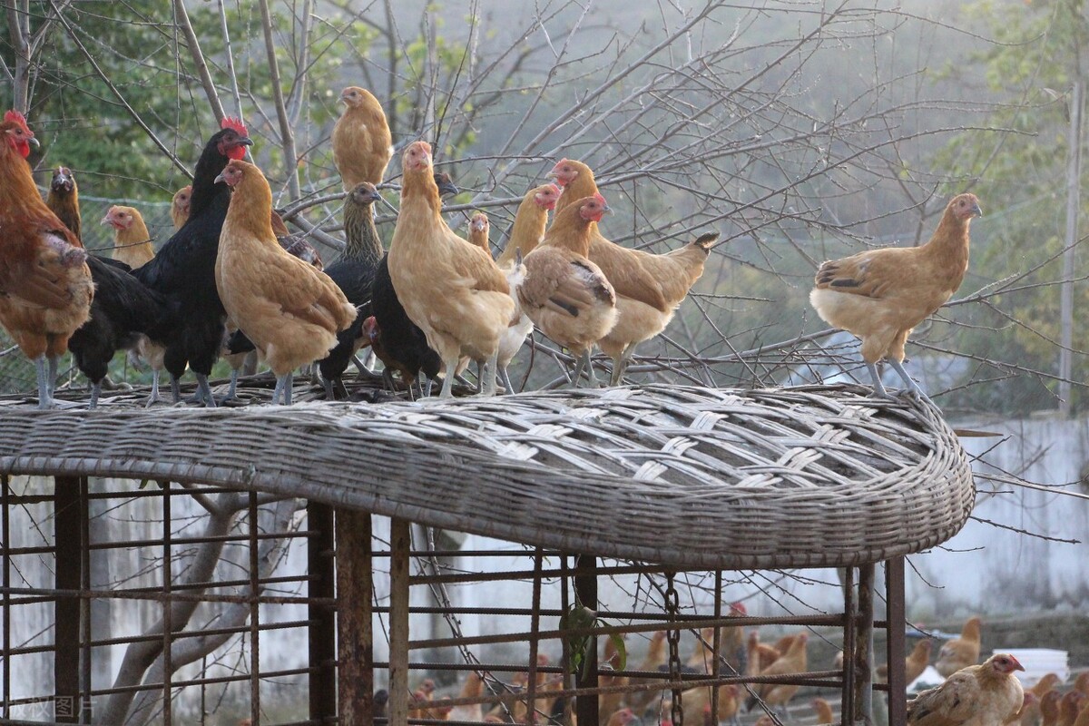 城里的土鸡为啥越来越不好吃了,最正宗的农村土鸡