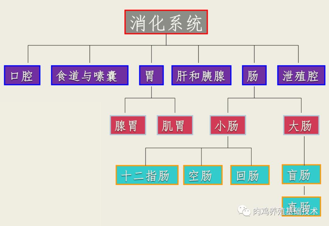 怎么看蛋鸡消化吸收好不好,怎么增强蛋鸡消化系统