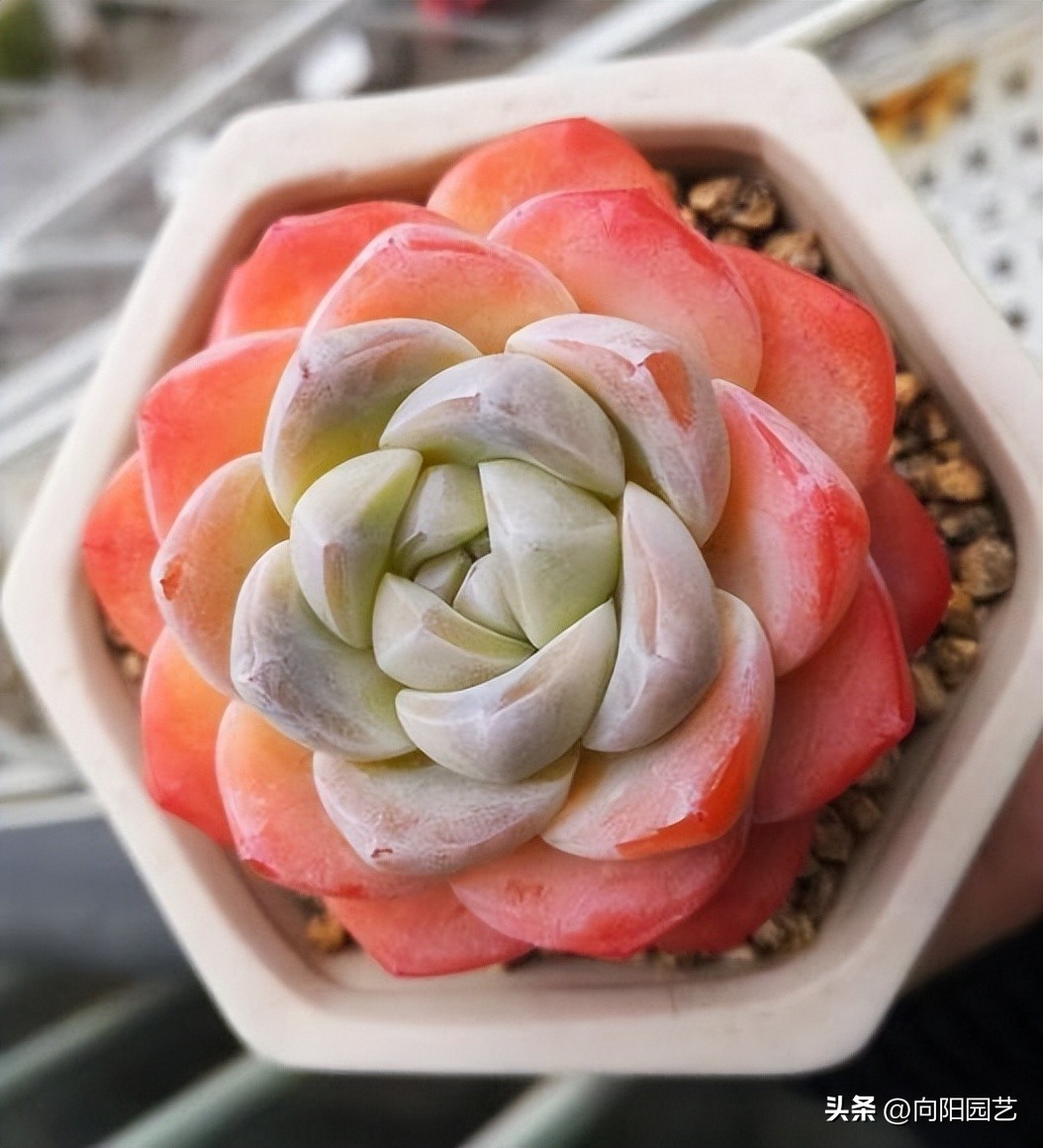 几十块的补光灯推荐,100元左右补光灯怎么选