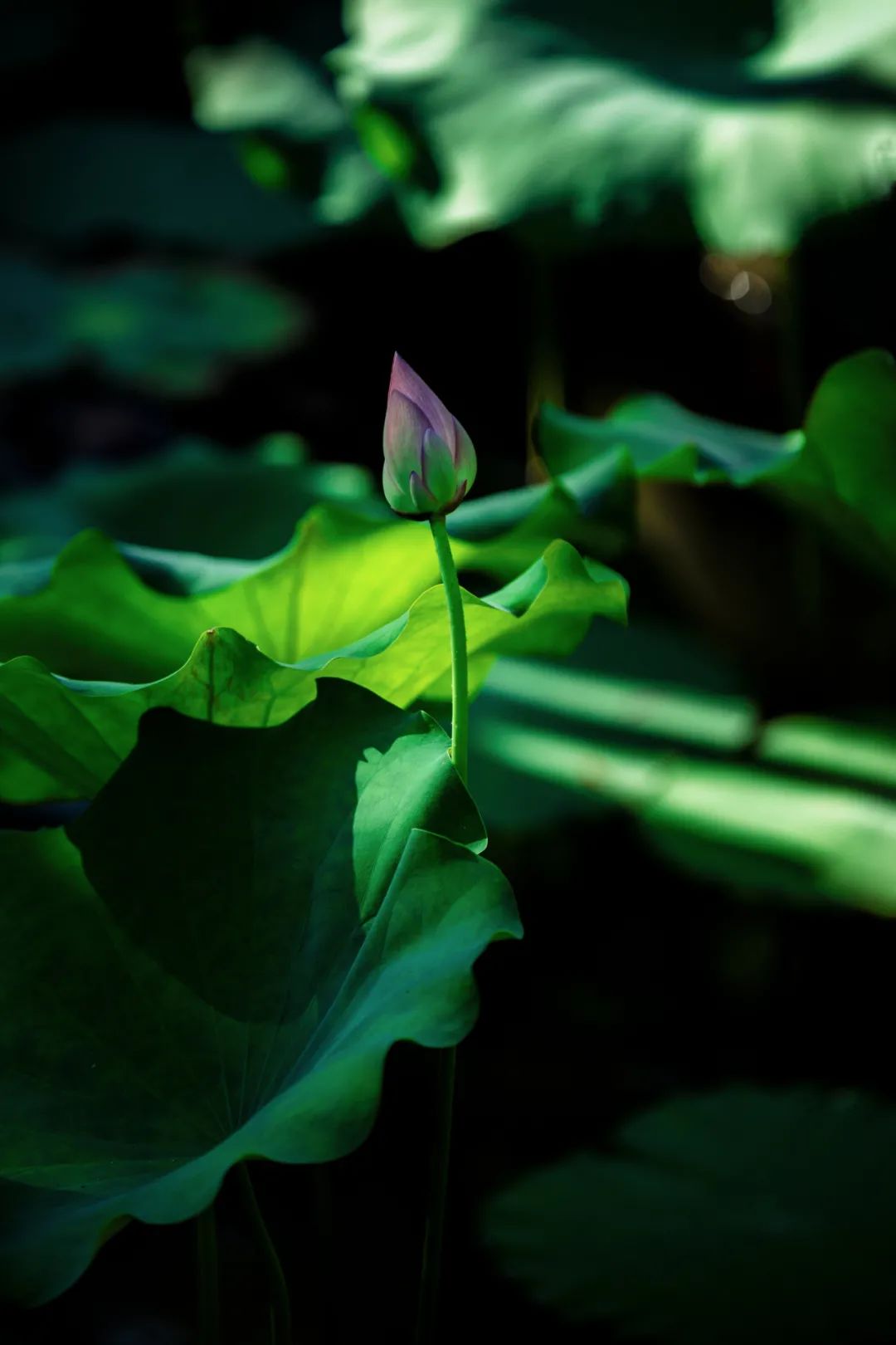 当诗遇到禅！17首诗词带您看遍与山水相依的四季