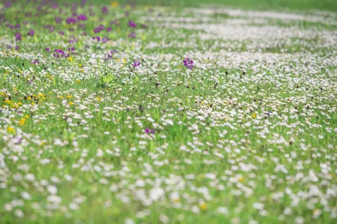 丽江旅行结束出发香格里拉,丽江自驾露营免费景点推荐