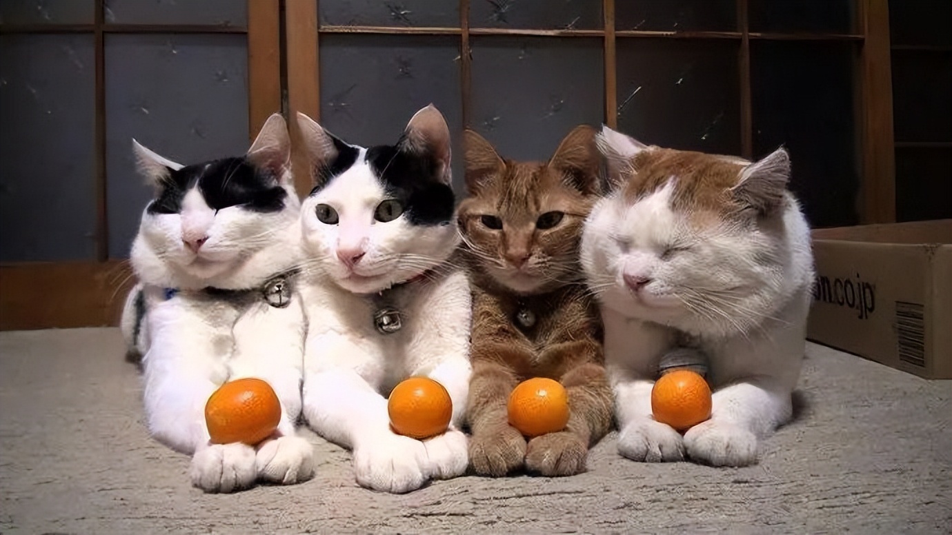 关于猫咪的31条“冷知识”，一半人都不知道