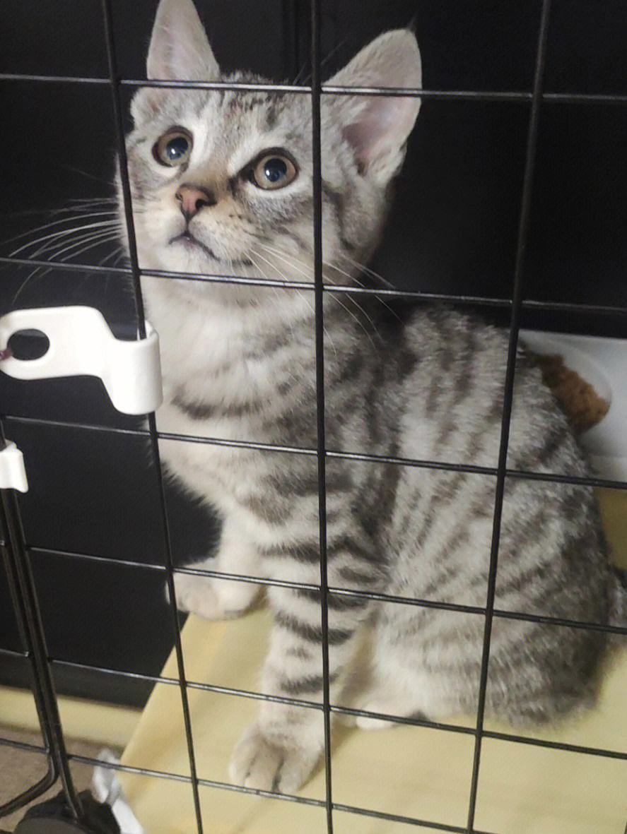 很多人都说，养猫就养“美短猫”，真的是这样的吗？