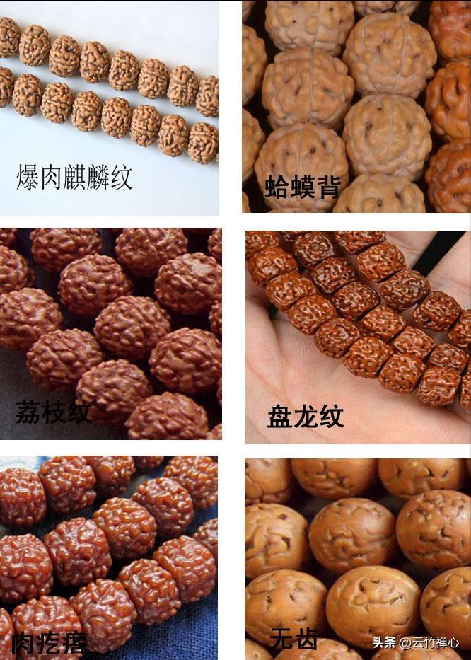 小金刚菩提子新手篇,小金刚菩提子讲解