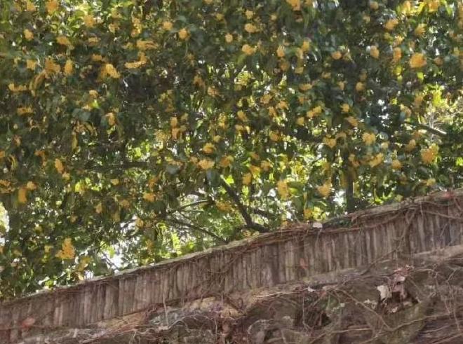 陶醉在秋天的诗句,陶醉在秋天美景