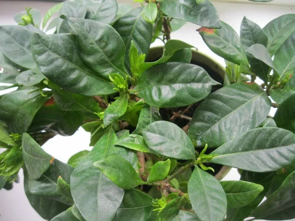 蚧壳虫红蜘蛛怎样彻底消灭,蚜虫红蜘蛛小黑飞蚧壳虫