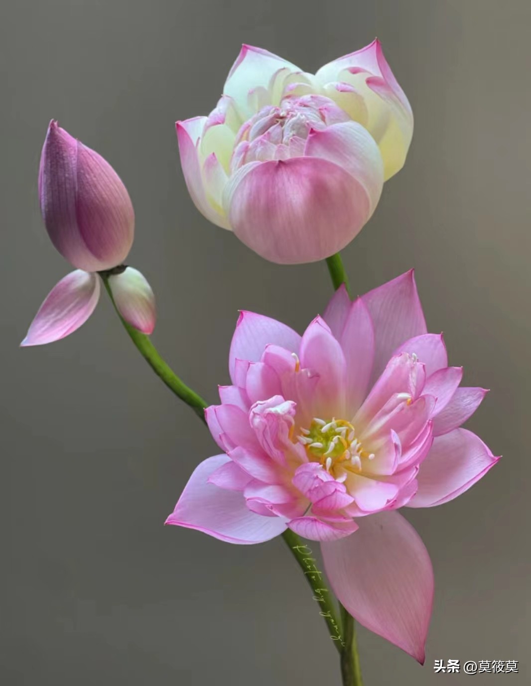 贵州省的省花叫什么名,贵州各个县的县花