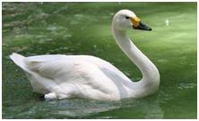 鸟类在分类学中统称为什么,鸟纲分类总表