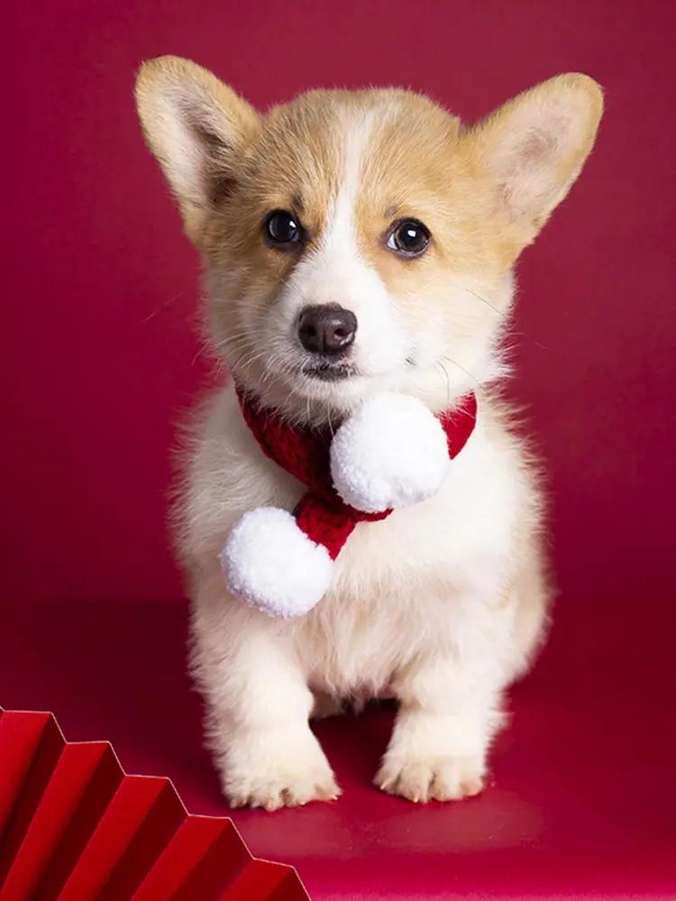 农村养狗需要注意哪些事项,养狗的注意事项小型犬