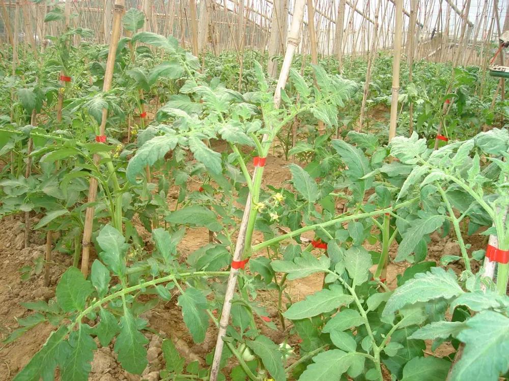 西红柿绑藤器,西红柿怎么搭架绑蔓