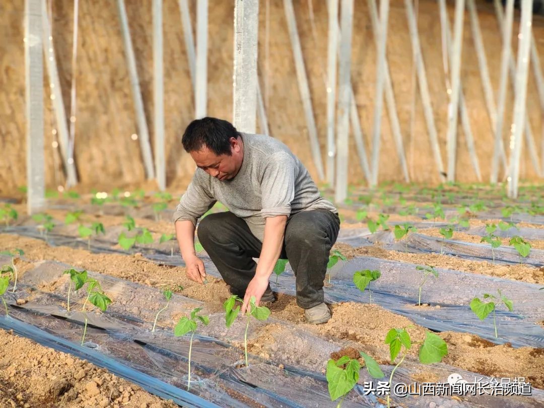 在希望的田野上稻花香,屯留区特色农业产业基地