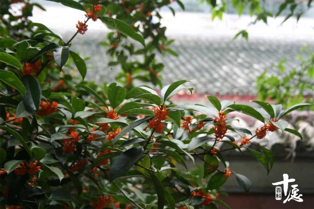 重庆双桂堂旅游攻略,重庆梁平双桂堂一日游