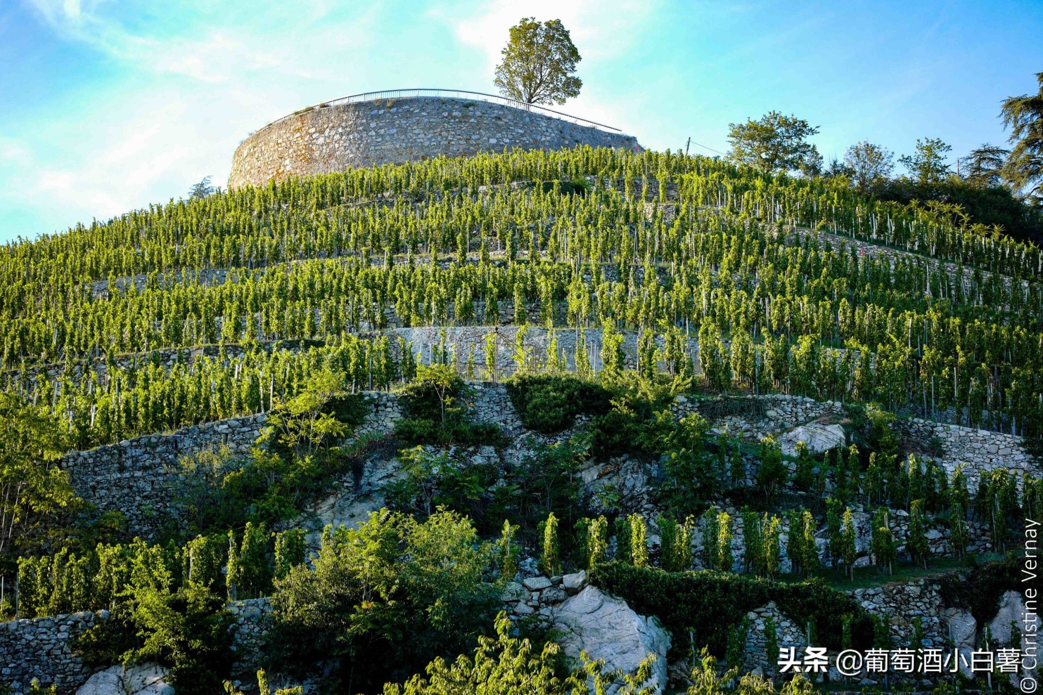 「法国红酒酒庄」顶级酒庄之罗纳河谷(RhoneValley)上-北罗篇