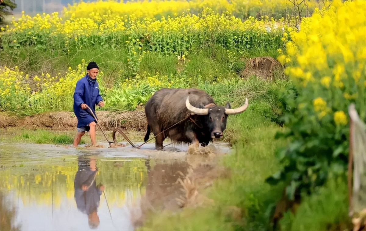 春分节气的相关习俗你知道哪几种,二十四节气春分的习俗及其故事