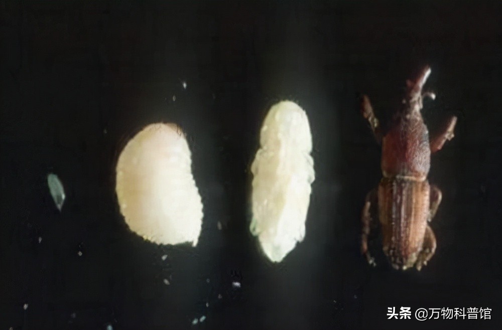 超市买的大米为什么煮不烂,为啥大米放超市里很久都不坏