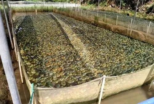 牛蛙养殖新政策,牛蛙养殖有什么风险