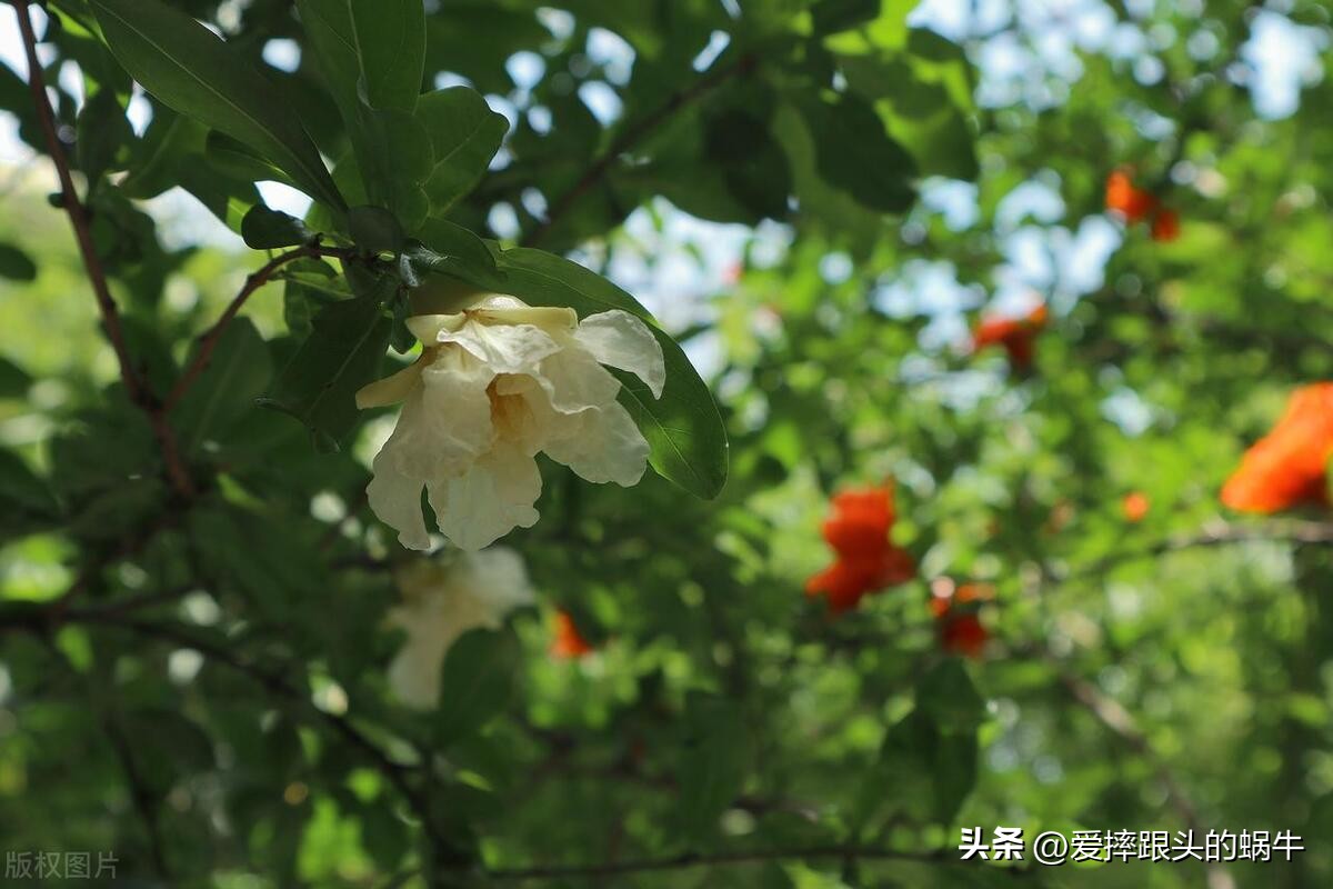 石榴花壁纸生如夏花,石榴花盛开的夏天