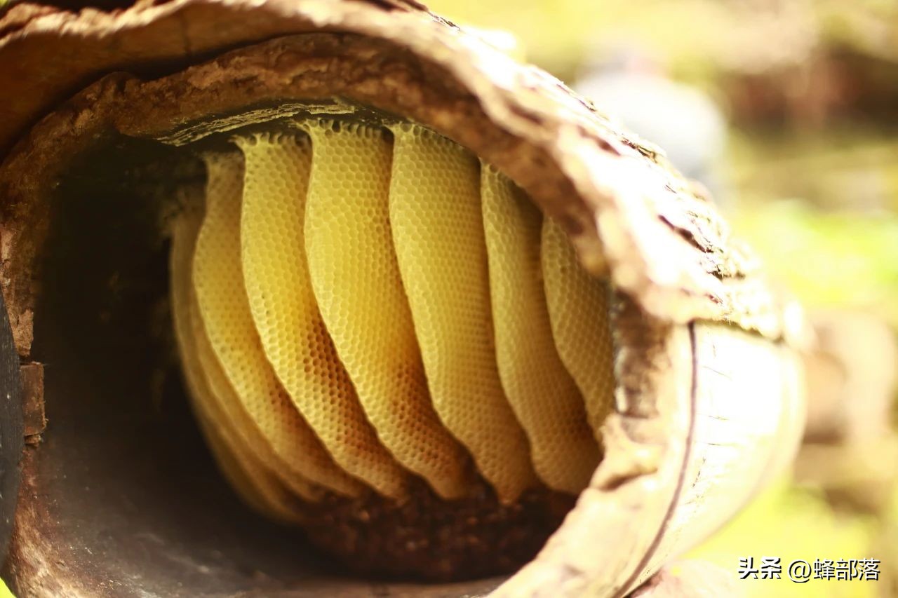 蜜蜂养殖的技巧和方法,蜜蜂养殖技术和技巧