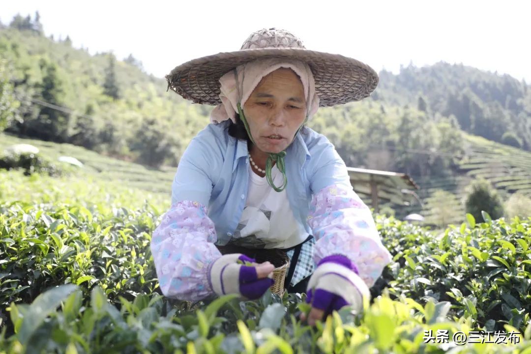 乡村振兴与脱贫攻坚衔接工作思路,茶产业助推脱贫攻坚座谈会