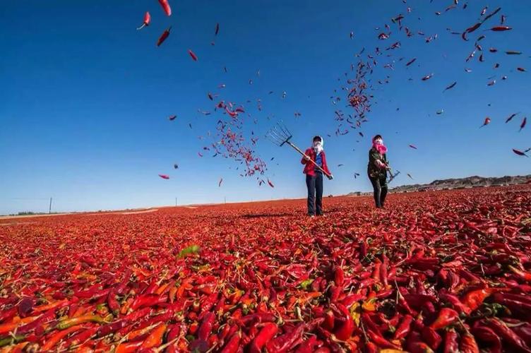 川菜十大名菜每一道菜都是经典,川菜十大顶级菜