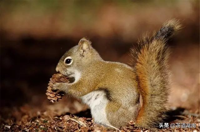 秋分代表凉爽时间,秋分季节天气怎样