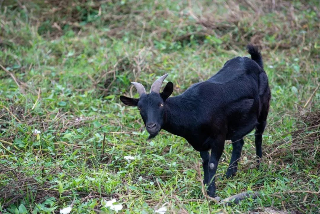 如何辨别羊肉卷是纯的羊肉,冻羊肉卷是怎么卷成的