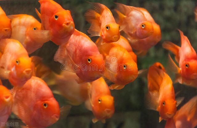 祝福朋友们虎年大吉年年发大财,虎年年年发大财