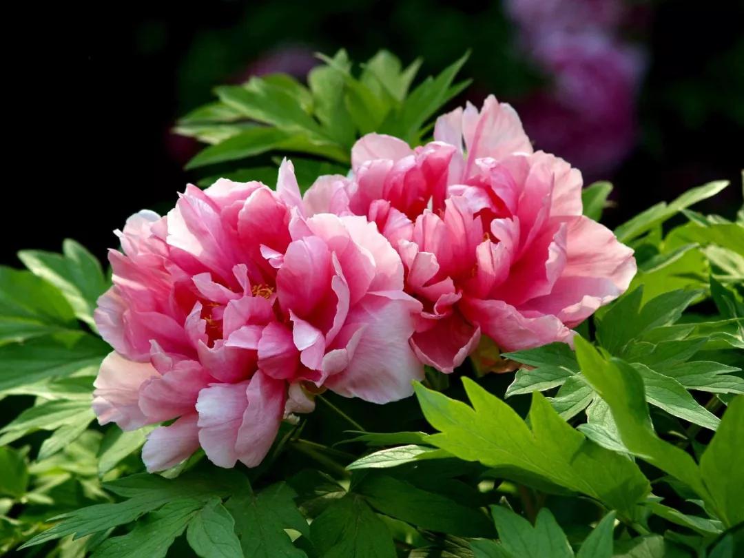 花园适合种的植物,在花园种植哪些植物比较适合