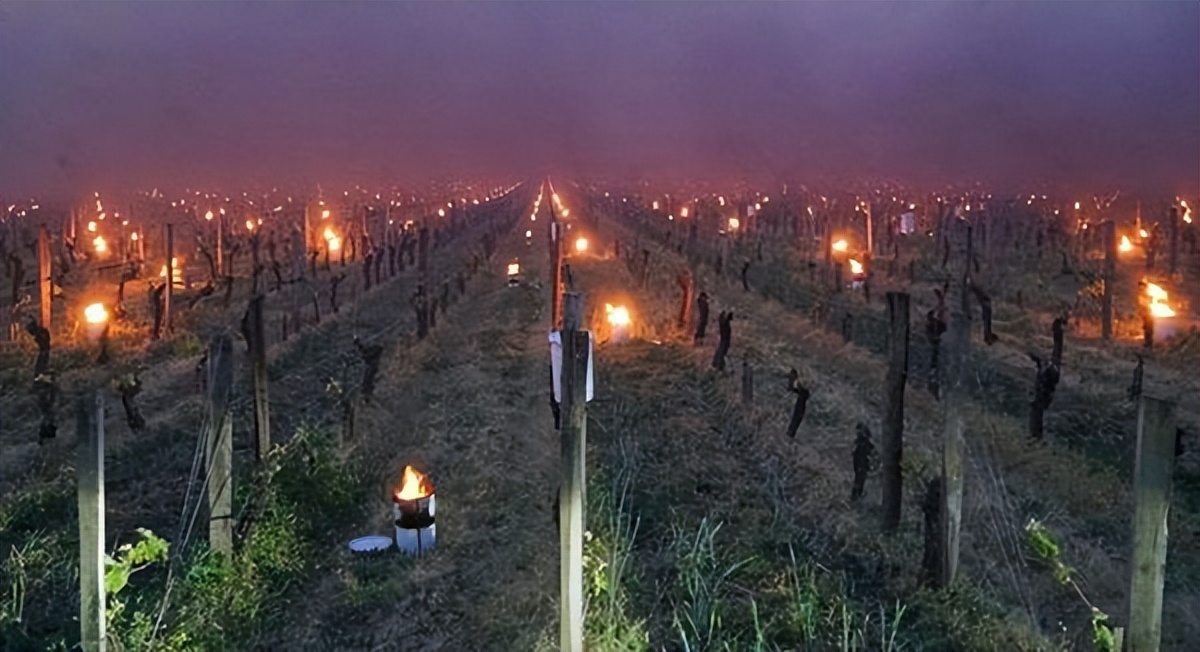 波尔多2020年份和2021年份,2021波尔多年份怎么样