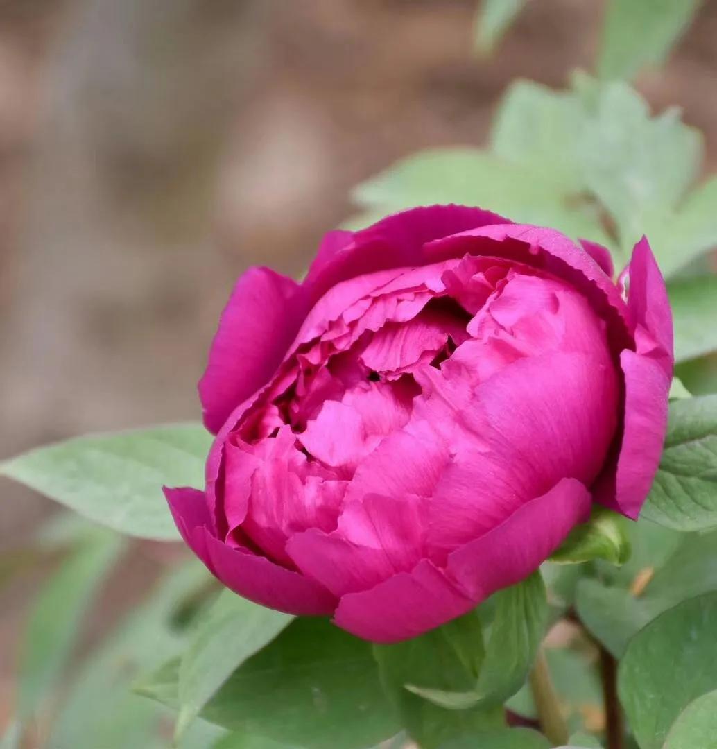 春夏之交，越来越多的花含苞欲放，这一百种娇媚蓓蕾真是美不胜收