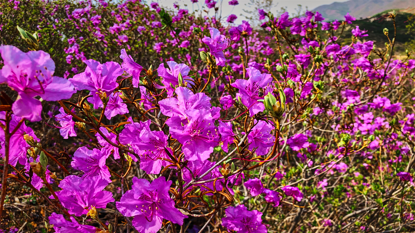春情春思春景赏，春思春念春日长
