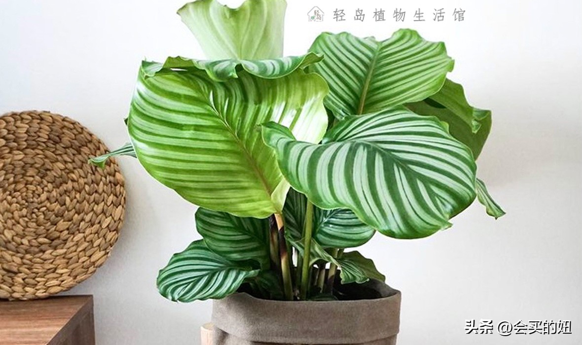 好看的绿植店铺推荐,招财又好养的店铺绿植