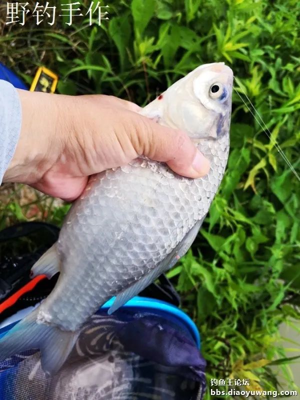 爽钓板鲫，今晚吃鱼