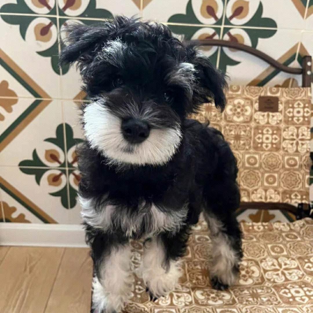 5种宠物店不推荐的狗便宜又好养,这3种狗很可怕有钱都不建议养