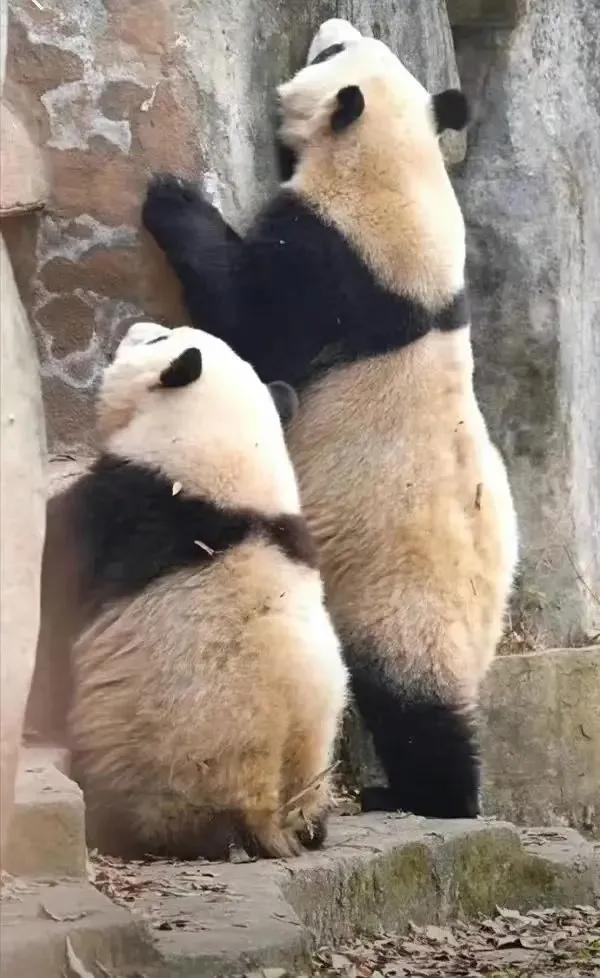 大熊猫花花和荷叶的温暖瞬间,国宝大熊猫和花萌萌哒瞬间