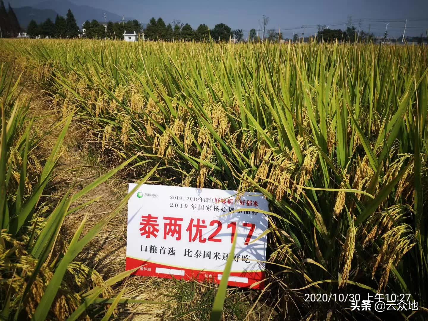 浙江好稻米品种,浙江十大好味稻品种