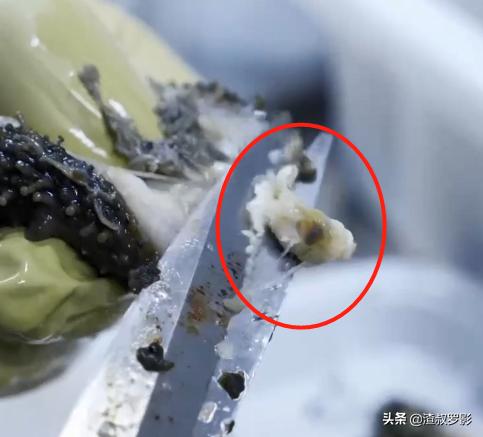 男子50元买海鲜发现是海洋活化石,一男子花10万买海参后续