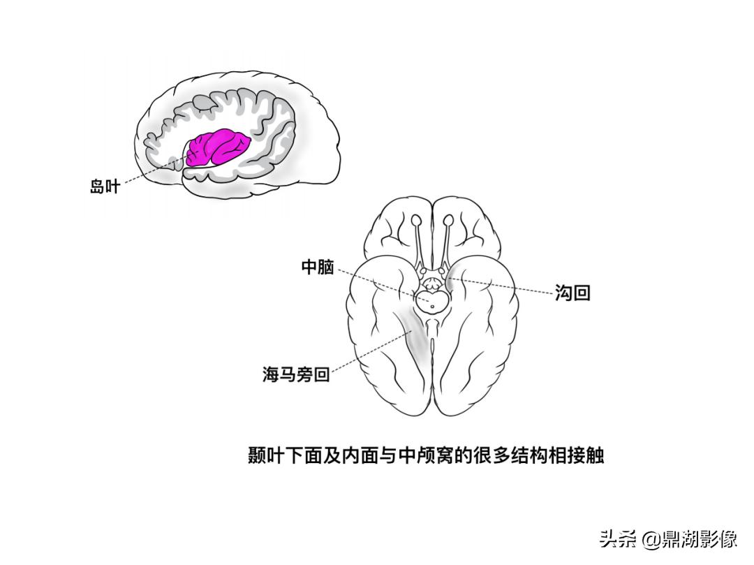 大脑皮层的解剖与定位,大脑解剖学习绘图笔记