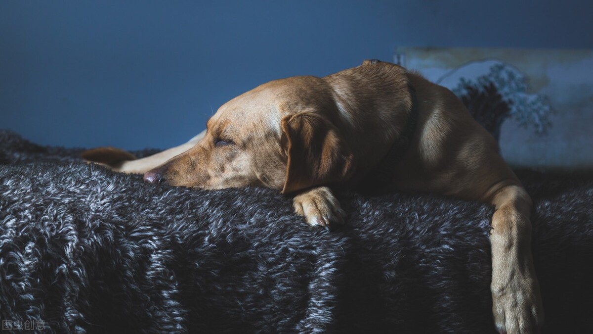 狗狗口腔溃疡特效药,狗狗口腔溃疡怎么办