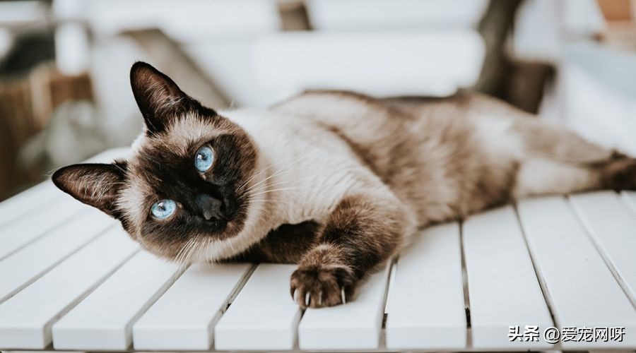 玳瑁猫咪是什么品种,猫咪品种大全及图片