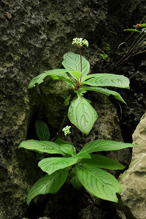 最厉害植物名称大全,5种类型植物名称