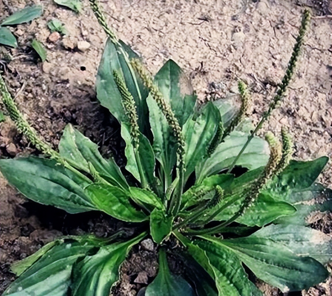 睡觉脚痛是痛风的先兆,睡觉关节受凉痛