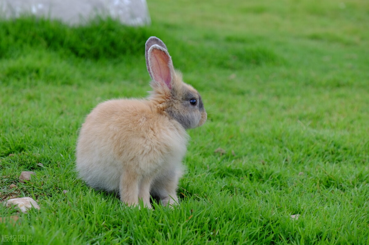 介绍兔子的英文短语不少于五句,和兔子有关的英语短句