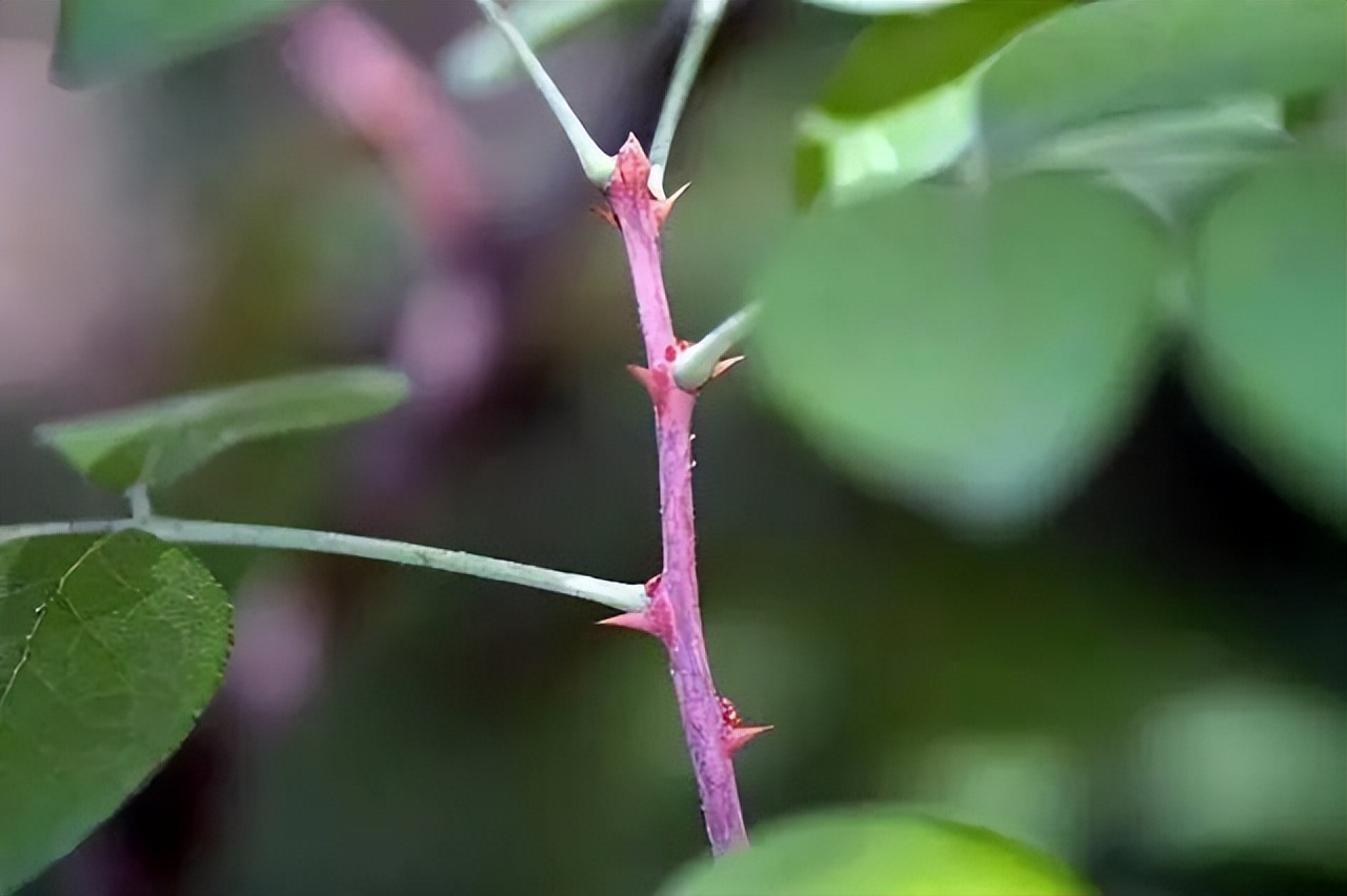 槐树的花吃了有毒吗,槐树花开花有毒吗