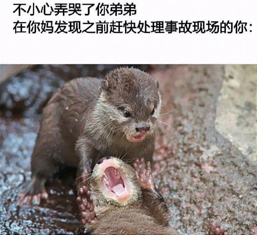 真牛酸菜牛肉面,真牛牛骨老汤牛肉面