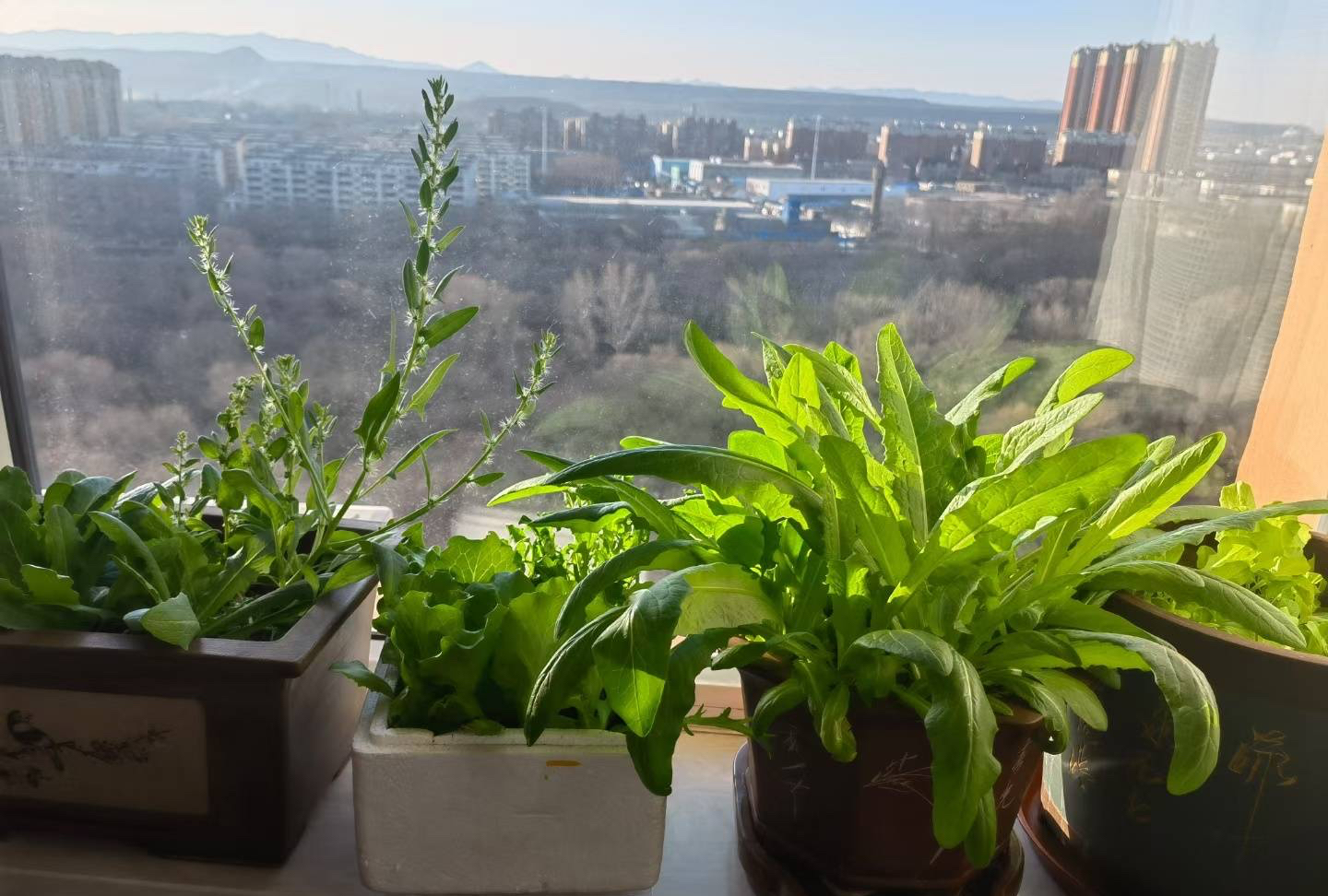 3种蔬菜,种快速生长的青菜的方法和步骤